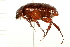  ( - 08BBCOL-0239)  @13 [ ] CreativeCommons - Attribution (2008) Unspecified Centre for Biodiversity Genomics