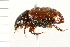  ( - 08BBCOL-0240)  @12 [ ] CreativeCommons - Attribution (2008) Unspecified Centre for Biodiversity Genomics