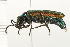  ( - 08BBCOL-0243)  @13 [ ] CreativeCommons - Attribution (2008) Unspecified Centre for Biodiversity Genomics