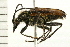  ( - 08BBCOL-0356)  @13 [ ] CreativeCommons - Attribution (2008) Unspecified Centre for Biodiversity Genomics