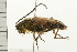  ( - 08BBCOL-0434)  @13 [ ] CreativeCommons - Attribution (2008) Unspecified Centre for Biodiversity Genomics