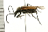  ( - 08BBCOL-0437)  @13 [ ] CreativeCommons - Attribution (2008) Unspecified Centre for Biodiversity Genomics