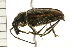  ( - 08BBCOL-0471)  @13 [ ] CreativeCommons - Attribution (2008) Unspecified Centre for Biodiversity Genomics