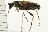  ( - 08BBCOL-0495)  @13 [ ] CreativeCommons - Attribution (2008) Unspecified Centre for Biodiversity Genomics