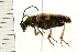  ( - 08BBCOL-0503)  @13 [ ] CreativeCommons - Attribution (2008) Unspecified Centre for Biodiversity Genomics