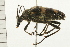  ( - 08BBCOL-0506)  @13 [ ] CreativeCommons - Attribution (2008) Unspecified Centre for Biodiversity Genomics