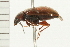  ( - 08BBCOL-0580)  @13 [ ] CreativeCommons - Attribution (2008) Unspecified Centre for Biodiversity Genomics