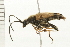  ( - 08BBCOL-0590)  @13 [ ] CreativeCommons - Attribution (2008) Unspecified Centre for Biodiversity Genomics