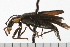  ( - COLP 0074.02)  @13 [ ] CreativeCommons - Attribution (2008) Unspecified Centre for Biodiversity Genomics