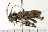  ( - HLC-24337)  @13 [ ] CreativeCommons - Attribution (2009) Unspecified Centre for Biodiversity Genomics