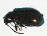  (Altica rosae - 08BBCOL-0650)  @12 [ ] CreativeCommons - Attribution (2009) Unspecified Centre for Biodiversity Genomics