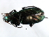  ( - 08SOCOL-0218)  @14 [ ] CreativeCommons - Attribution (2008) Unspecified Centre for Biodiversity Genomics