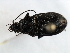  ( - 08SOCOL-0221)  @12 [ ] CreativeCommons - Attribution (2008) Unspecified Centre for Biodiversity Genomics
