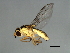  (Chlorops sp. TAW4 - 08BBDIP-0596)  @14 [ ] CreativeCommons - Attribution (2009) Unspecified Centre for Biodiversity Genomics