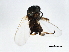  ( - 08BBDIP-0610)  @13 [ ] CreativeCommons - Attribution (2009) Unspecified Centre for Biodiversity Genomics