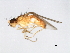  (Arganthomyza bivittata - 08BBDIP-0625)  @12 [ ] CreativeCommons - Attribution (2009) Unspecified Centre for Biodiversity Genomics