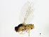  (Asteia beata - 08BBDIP-2004)  @13 [ ] CreativeCommons - Attribution (2009) Unspecified Centre for Biodiversity Genomics
