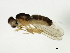  (Anthomyza silvatica - 08BBDIP-2019)  @13 [ ] CreativeCommons - Attribution (2009) Unspecified Centre for Biodiversity Genomics