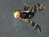  ( - 08BBDIP-2076)  @12 [ ] CreativeCommons - Attribution (2009) Unspecified Centre for Biodiversity Genomics