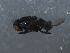  ( - 08BBDIP-2126)  @13 [ ] CreativeCommons - Attribution (2009) Unspecified Centre for Biodiversity Genomics