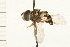  ( - DIPT 0054)  @13 [ ] CreativeCommons - Attribution (2008) Unspecified Centre for Biodiversity Genomics