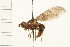  ( - DIPT 0057.01)  @13 [ ] CreativeCommons - Attribution (2008) Unspecified Centre for Biodiversity Genomics