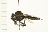  ( - DIPT 0127.02)  @14 [ ] CreativeCommons - Attribution (2008) Unspecified Centre for Biodiversity Genomics
