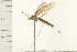  ( - DIPT 0131.02)  @12 [ ] CreativeCommons - Attribution (2008) Unspecified Centre for Biodiversity Genomics