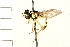  ( - DIPT 0136.02)  @13 [ ] CreativeCommons - Attribution (2008) Unspecified Centre for Biodiversity Genomics