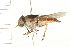  ( - DIPT 0142.02)  @14 [ ] CreativeCommons - Attribution (2008) Unspecified Centre for Biodiversity Genomics