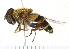  ( - 08FAYTT-0020)  @13 [ ] CreativeCommons - Attribution (2009) Unspecified Centre for Biodiversity Genomics
