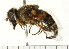  ( - 08FAYTT-0022)  @13 [ ] CreativeCommons - Attribution (2009) Unspecified Centre for Biodiversity Genomics