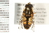  ( - 08BBDIP-0044)  @13 [ ] CreativeCommons - Attribution (2008) Unspecified Centre for Biodiversity Genomics
