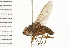  ( - 08BBDIP-0195)  @14 [ ] CreativeCommons - Attribution (2008) Unspecified Centre for Biodiversity Genomics