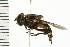  (Sericomyia lata - 08BBDIP-0373)  @14 [ ] CreativeCommons - Attribution (2008) Unspecified Centre for Biodiversity Genomics