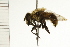  ( - 08BBDIP-1249)  @13 [ ] CreativeCommons - Attribution (2008) Unspecified Centre for Biodiversity Genomics