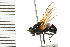  ( - 08BBDIP-0928)  @13 [ ] CreativeCommons - Attribution (2008) Unspecified Centre for Biodiversity Genomics