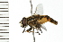  ( - 08BBDIP-0979)  @14 [ ] CreativeCommons - Attribution (2008) Unspecified Centre for Biodiversity Genomics