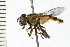  ( - 08BBDIP-0981)  @13 [ ] CreativeCommons - Attribution (2008) Unspecified Centre for Biodiversity Genomics