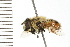  ( - 08BBDIP-0984)  @13 [ ] CreativeCommons - Attribution (2008) Unspecified Centre for Biodiversity Genomics