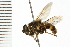  ( - 08BBDIP-1030)  @12 [ ] CreativeCommons - Attribution (2008) Unspecified Centre for Biodiversity Genomics