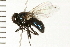  (Dasyphora canadiana - 08BBDIP-1497)  @13 [ ] CreativeCommons - Attribution (2008) Unspecified Centre for Biodiversity Genomics