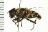  ( - 08BBDIP-1570)  @14 [ ] CreativeCommons - Attribution (2008) Unspecified Centre for Biodiversity Genomics