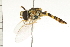 ( - 08BBDIP-1697)  @13 [ ] CreativeCommons - Attribution (2008) Unspecified Centre for Biodiversity Genomics