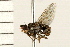  (Traginops - 08MZPP-152)  @11 [ ] CreativeCommons - Attribution (2009) Unspecified Centre for Biodiversity Genomics