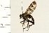  ( - 08BBDIP-1800)  @13 [ ] CreativeCommons - Attribution (2009) Unspecified Centre for Biodiversity Genomics
