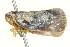 ( - HLC-17451)  @13 [ ] CreativeCommons - Attribution (2011) CBG Photography Group Centre for Biodiversity Genomics