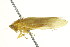  ( - HLC-17453)  @13 [ ] CreativeCommons - Attribution (2011) CBG Photography Group Centre for Biodiversity Genomics