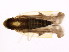  ( - BIOUG00806-A09)  @13 [ ] CreativeCommons - Attribution (2011) CBG Photography Group Centre for Biodiversity Genomics