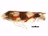  ( - BIOUG00806-B02)  @13 [ ] CreativeCommons - Attribution (2011) CBG Photography Group Centre for Biodiversity Genomics